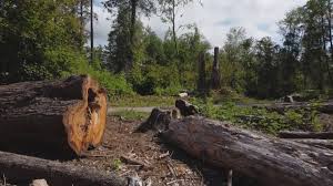 Best Arborist Consultation Services  in Glen Raven, NC