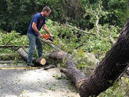 Trusted Glen Raven, NC Tree Removal Experts