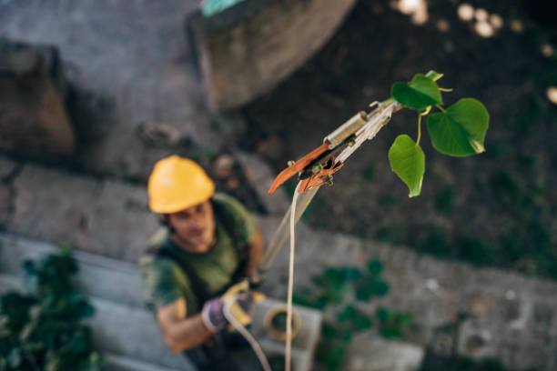 Best Tree Risk Assessment  in Glen Raven, NC