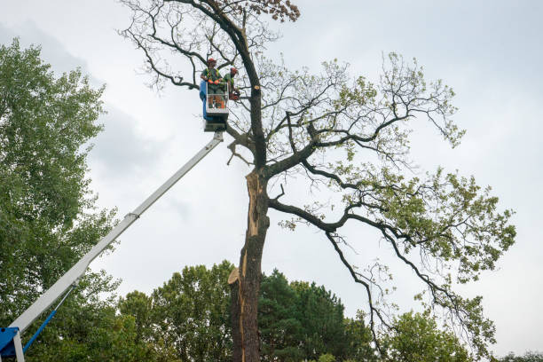 Best Hazardous Tree Removal  in Glen Raven, NC
